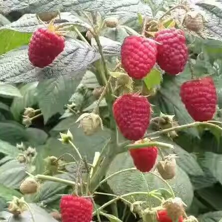 红树莓大果新品种秋萍秋福苗四季树莓苗覆盆子苗大地盆栽果树苗