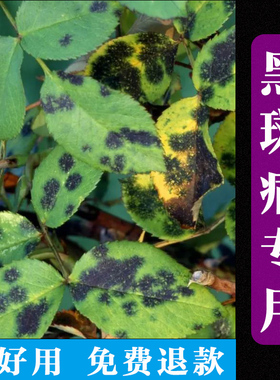 月季黑斑病专用药已唑醇嘧菌酯多肉绿萝白粉炭疽病多菌菌灵杀菌剂