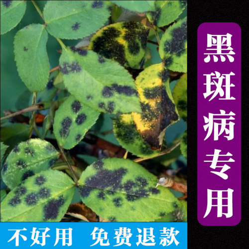 月季多肉黑斑病已唑嘧菌酯杀菌剂