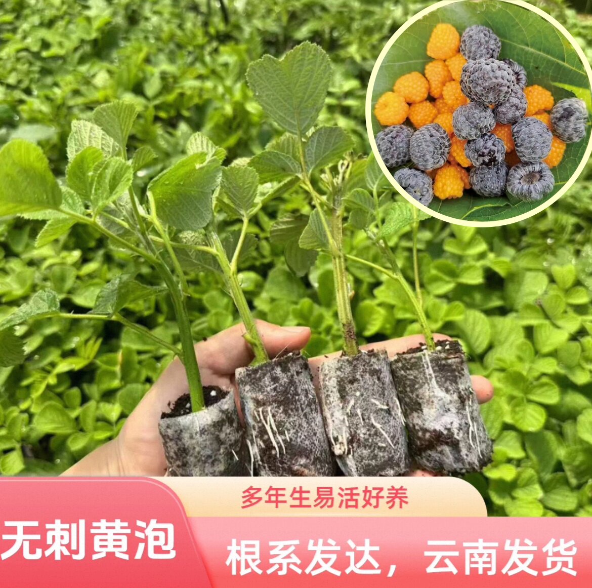 云南食用无刺黄泡黑泡无纺布袋苗易养活当年结果原土发货
