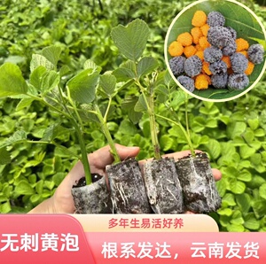 云南食用无刺黄泡黑泡无纺布袋苗易养活当年结果原土发货