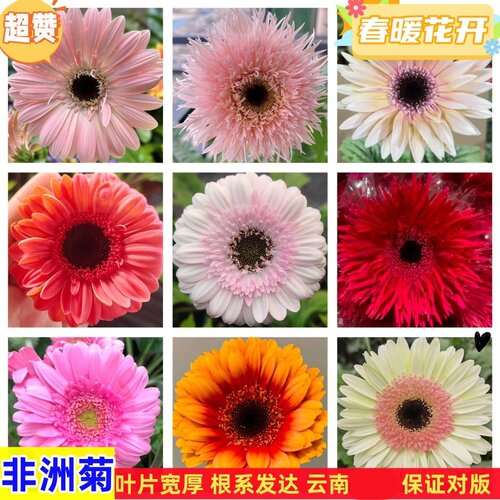 非洲菊花苗盆栽花苗扶郎花小苗原土发货绿植花卉阳台庭院易活种苗