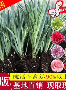 康乃馨花苗原土发货过冬花草耐寒宿舍多色懒人养花好养活花卉