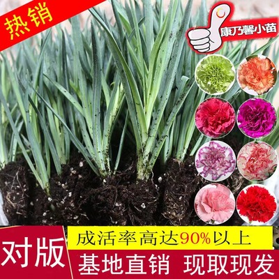 康乃馨花苗原土发货过冬花草耐寒宿舍多色懒人养花好养活花卉