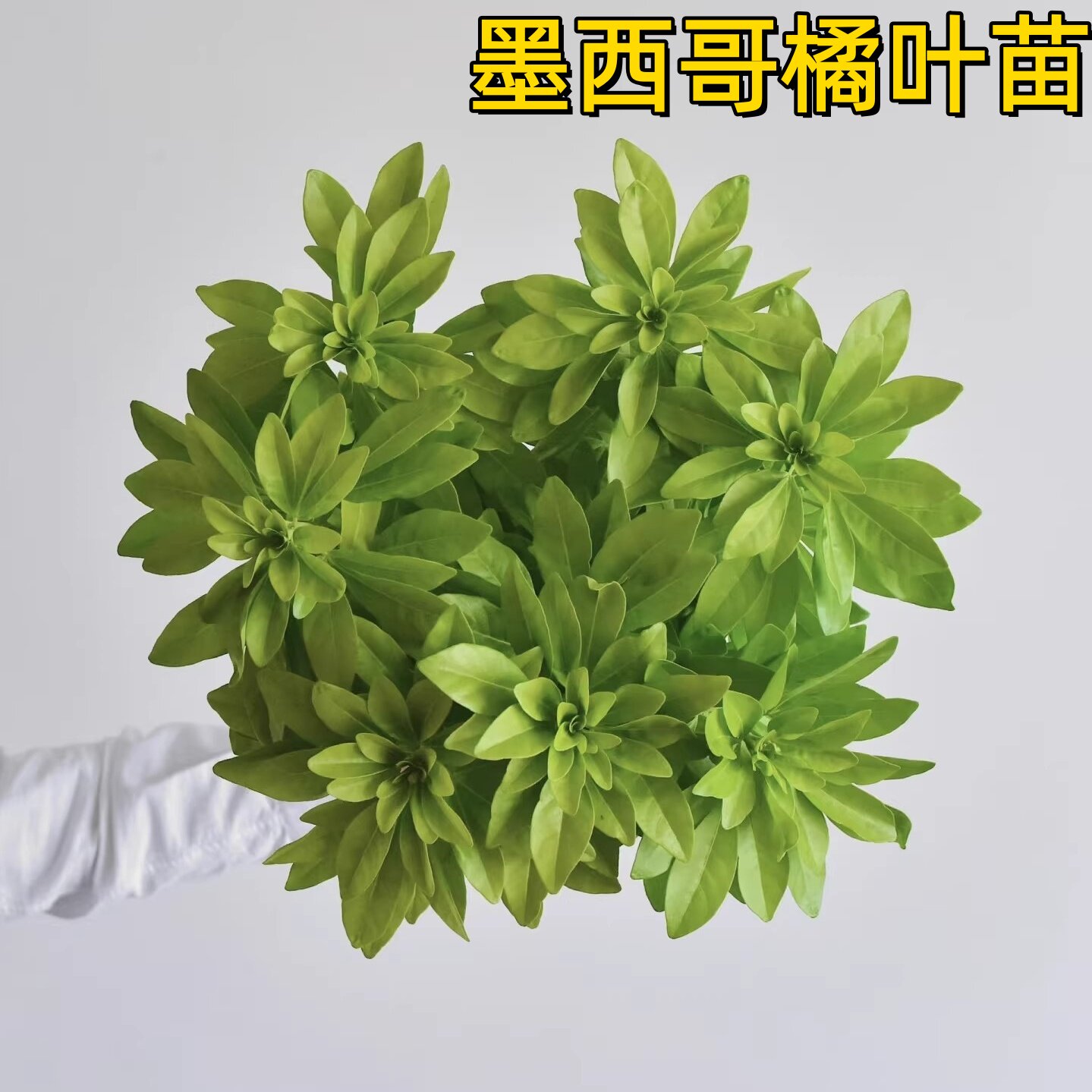 云南苗墨西哥橘叶苗无纺布苗绿色观叶植物盆栽室内外装饰花卉绿植