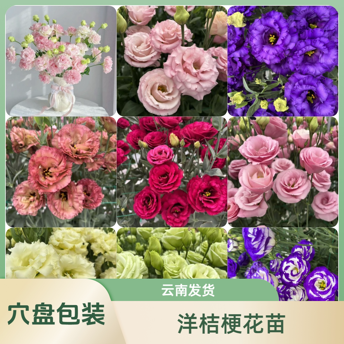 云南重瓣穴盘洋桔梗小苗多年生庭