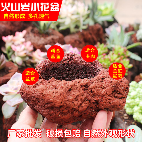 透气透水自然石头不烂根多肉菖蒲