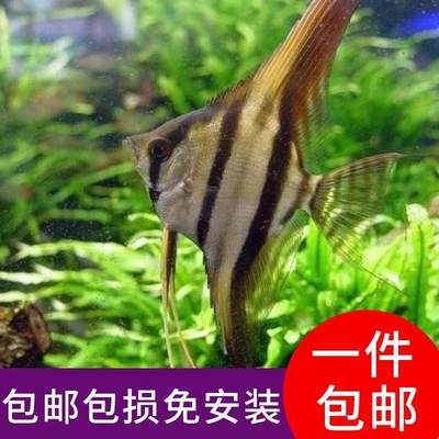 红背埃及燕鱼伊莎贝尔神仙鱼热带鱼观赏鱼埃及神仙鱼热带观赏鱼