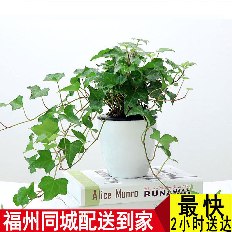 常春藤盆栽  藤蔓长青绿植物办水培绿植