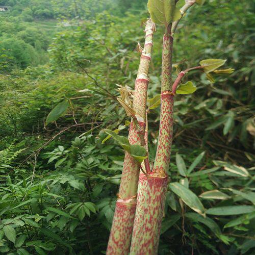 虎杖苗虎杖根种苗花斑竹 酸筒杆 中药材现挖新鲜大节骨 3棵包邮 - 实物图