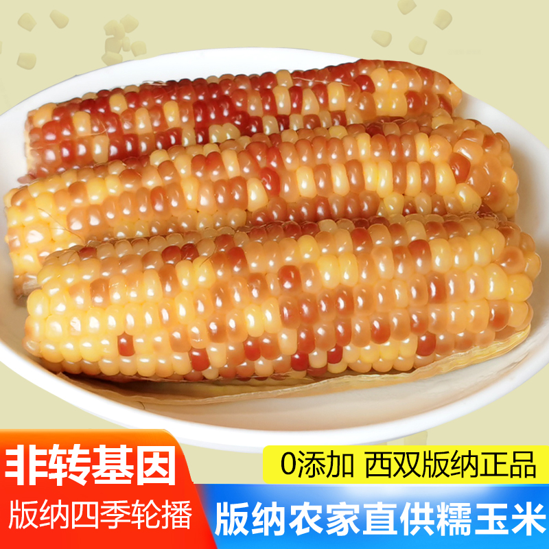 正宗版纳花糯香甜糯玉米粗粮代餐