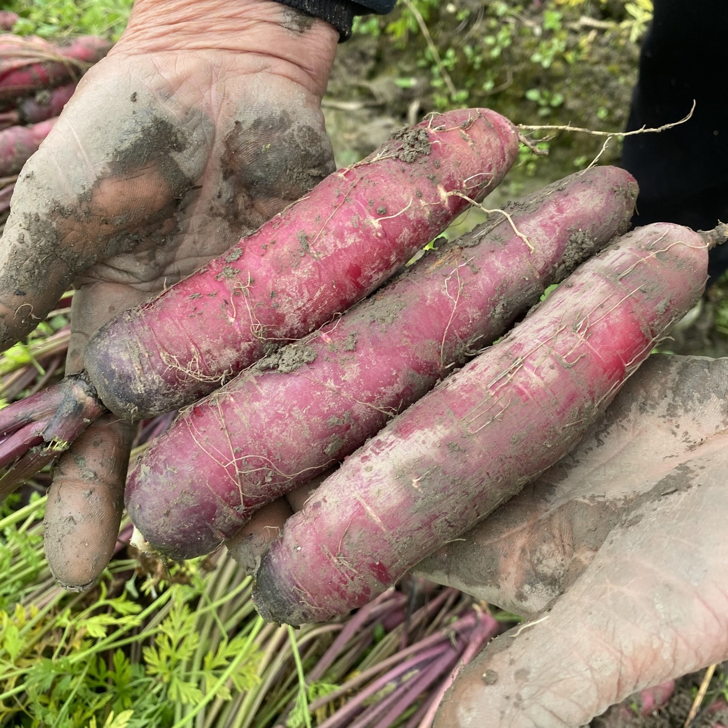 老品种红皮胡萝卜自然生长重庆农家自种现挖小沙地萝卜脆嫩榨汁,水产肉类/新鲜蔬果/熟食,萝卜/胡萝卜,淘宝优惠券,粉丝福利购,淘宝优惠卷