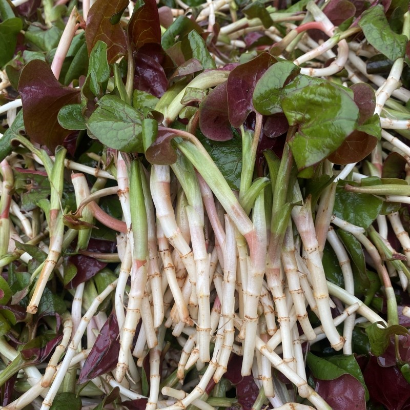 嫩折耳根新鲜现挖鱼腥草节耳根清新凉拌脆嫩芽根重庆农村荒坡野菜