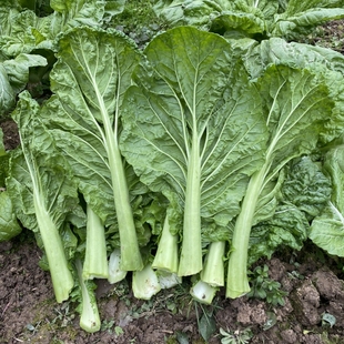 大叶青菜新鲜重庆四川农家自种宽帮青菜圆梗子香嫩脆甜时令蔬菜