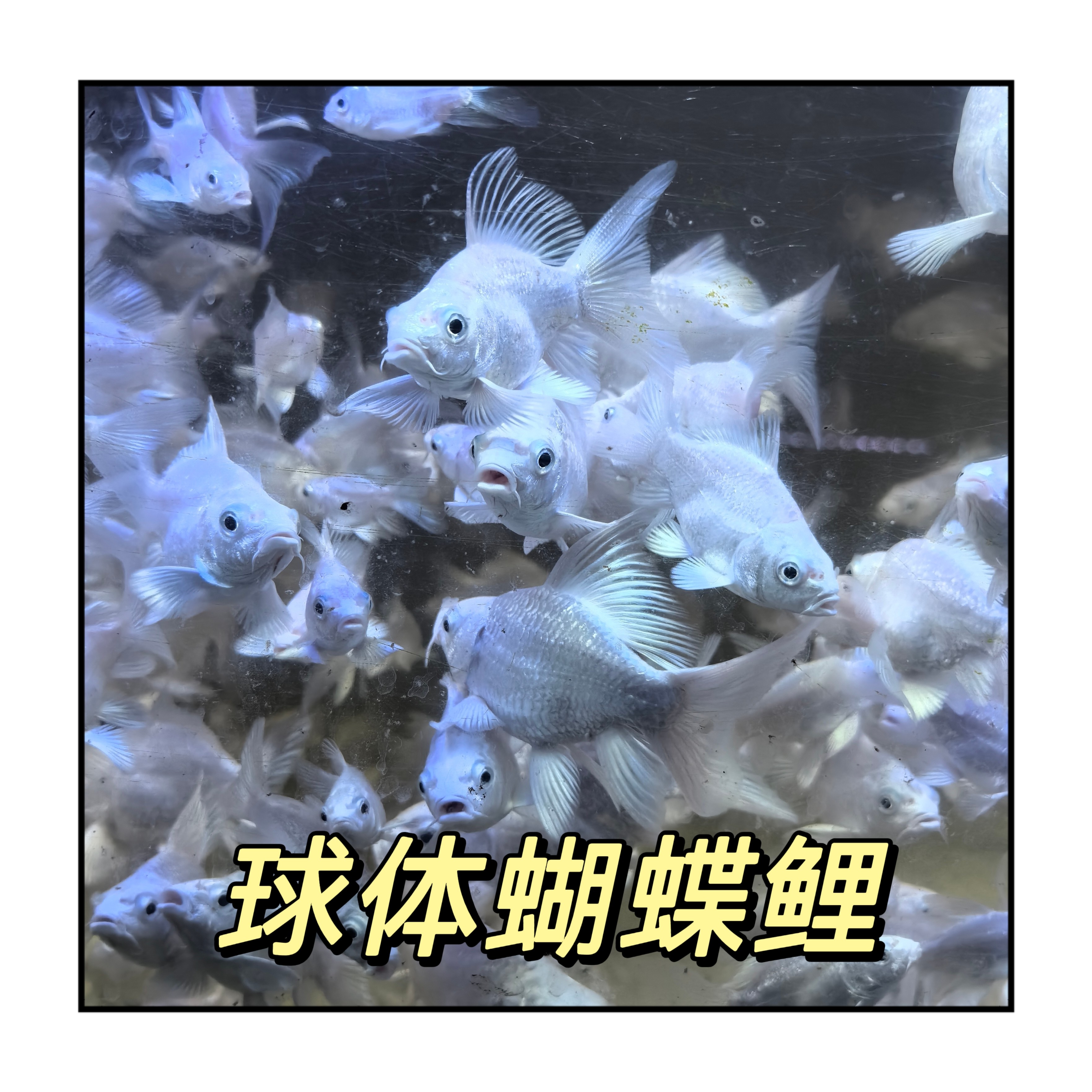 台湾蝴蝶鲤纯种活体普短身石膏白大鳍大尾冷水锦鲤好养观赏鱼