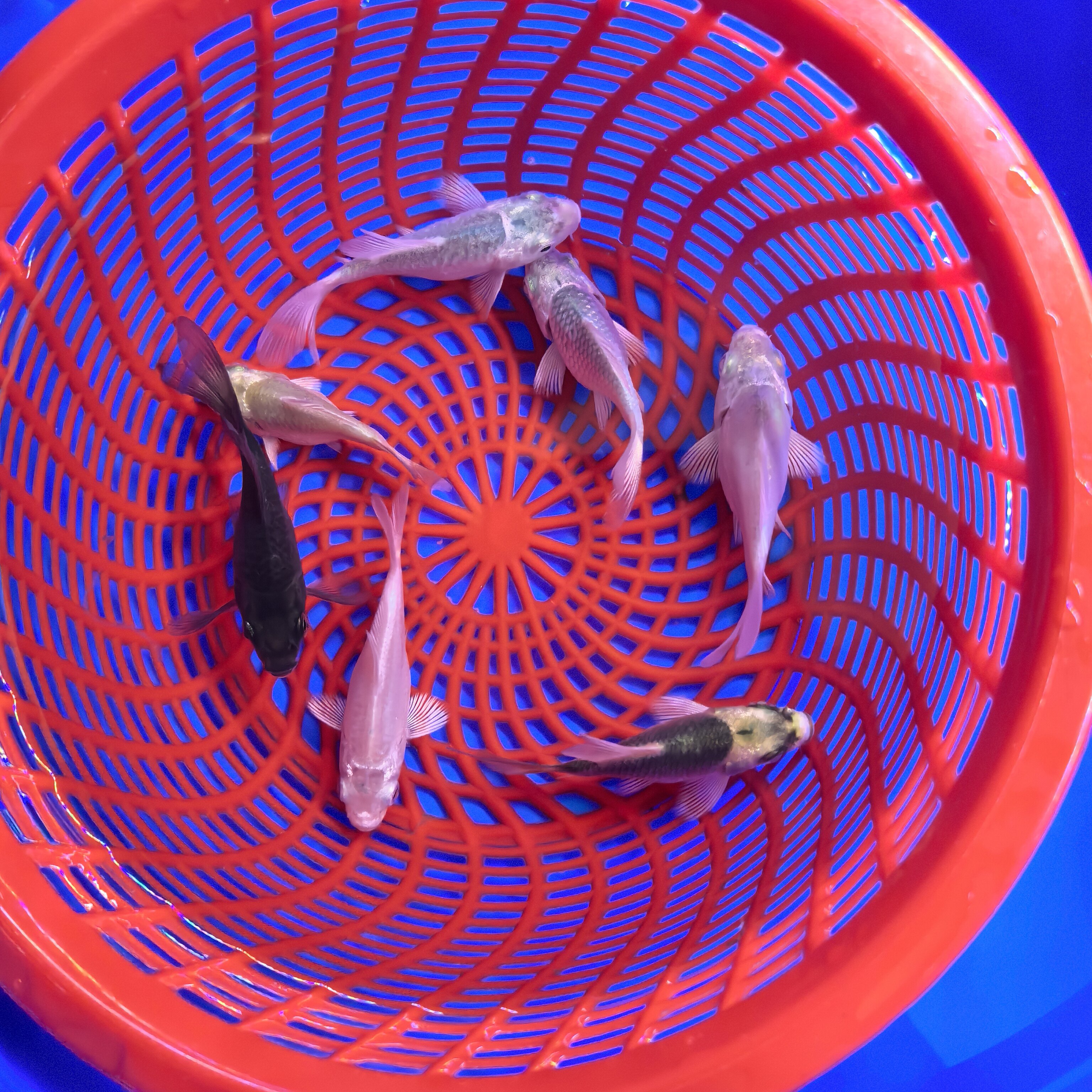 台湾蝴蝶鲤纯种活体普短身石膏白大鳍大尾冷水锦鲤好养观赏鱼