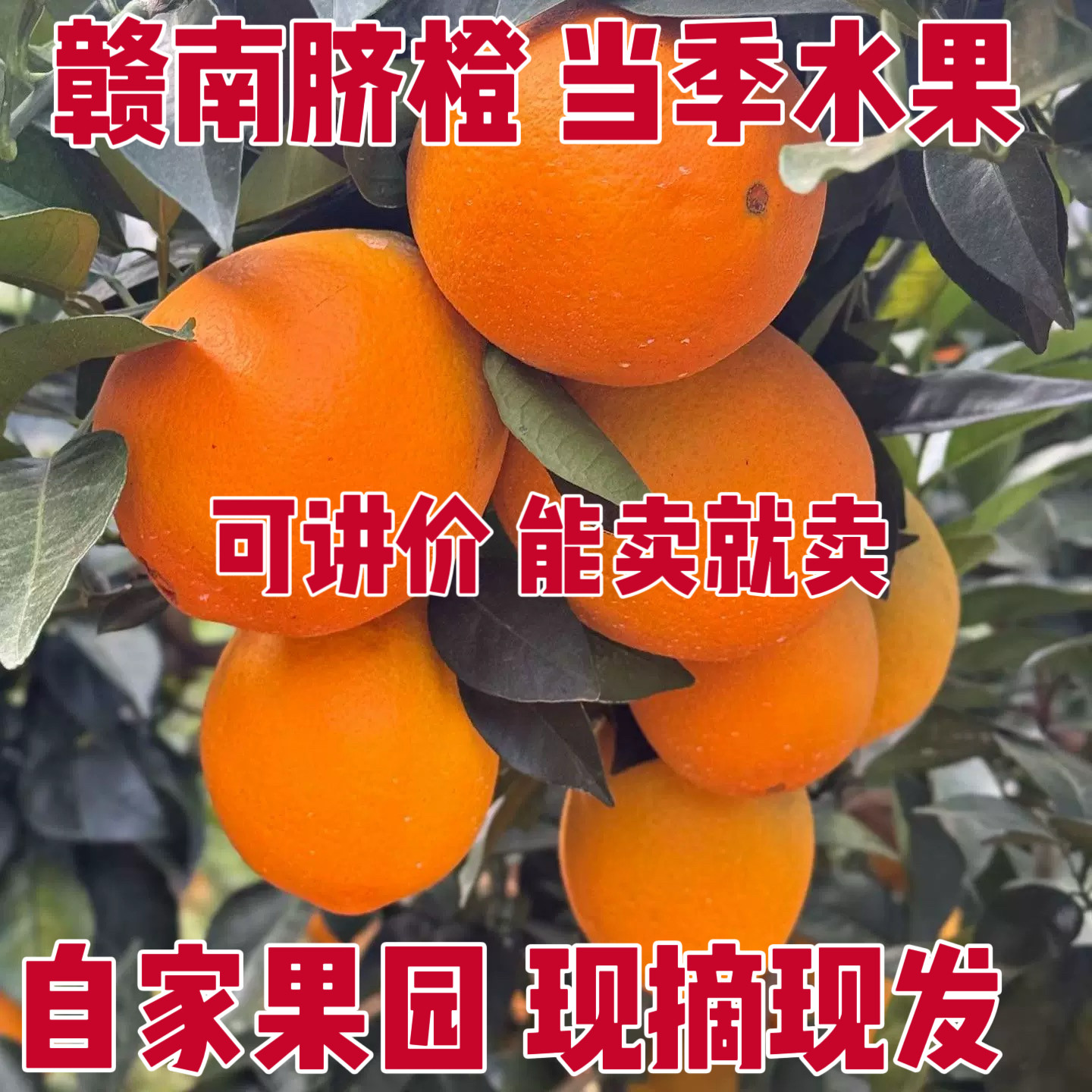 江西赣南寻乌脐橙当季水果富含维C果农直售现摘现发 脐橙蜜橘