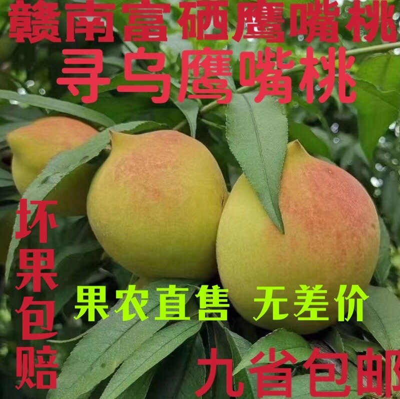 明年见  江西寻乌鹰嘴桃赣南鹰嘴桃赣州鹰嘴桃新鲜水果蜜桃东江鹰