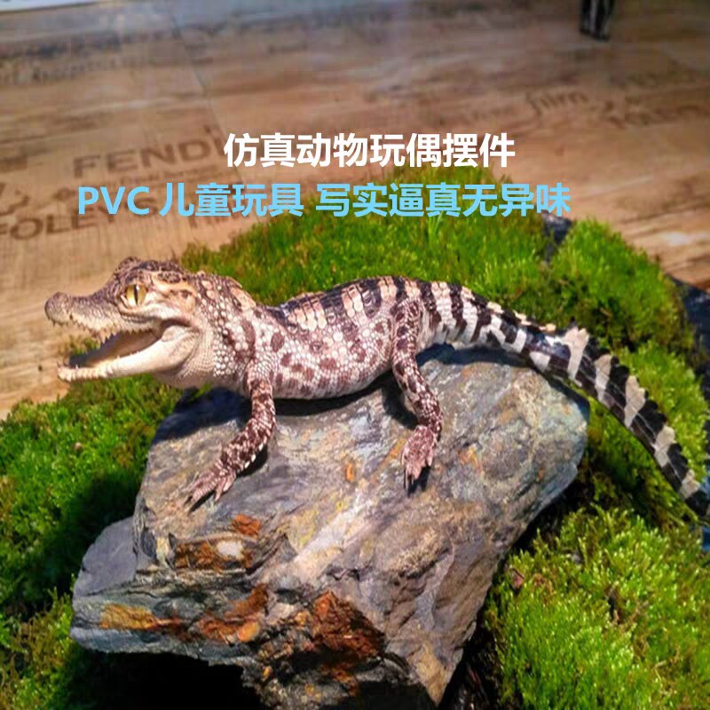 宠物小鳄鱼模型 鳄鱼幼苗玩具 益智仿真动物玩具认知爬行两栖塑料