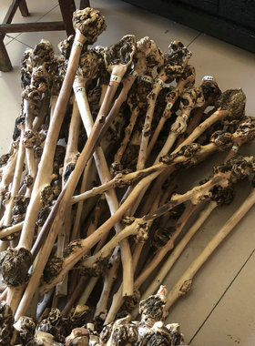 云南特产果树捶背天然原生态木雕