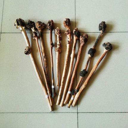 云南特产黑果树黑果木背锤捶背 木雕 天然树瘤原生态半成品大瘤5