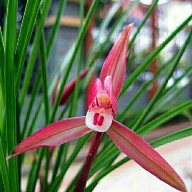 春兰吴凤红花兰花苗绿植园艺花卉国兰铭品好养易活细叶老种包对版