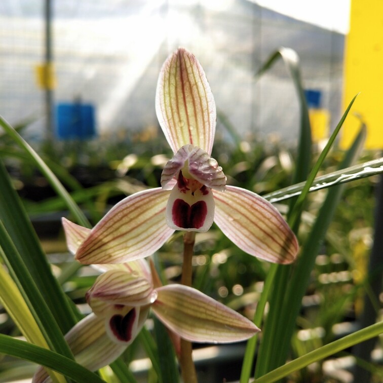 心心相印兰花莲瓣兰铭品好养美观绿植园艺兰花苗老种细叶滇兰国兰