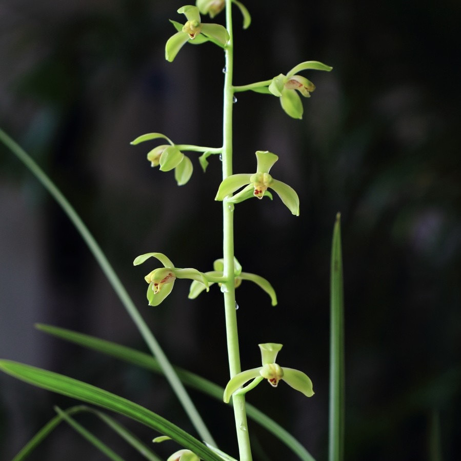 兰花蕙兰潘绿梅老八种国兰铭品绿植园艺花卉盆栽好养易活室内浓香