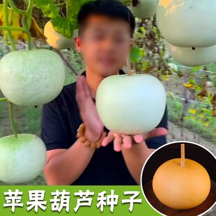 苹果瓠瓜种籽短瓠瓜种子菜葫芦小瓠子蔬菜孑瓜种长瓢瓜圆葫芦种子