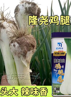 大葱种籽四季鸡腿葱种籽大头葱大葱种籽春秋冬季阳台盆栽蔬菜种