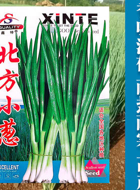 四季北方小葱种籽大葱种子