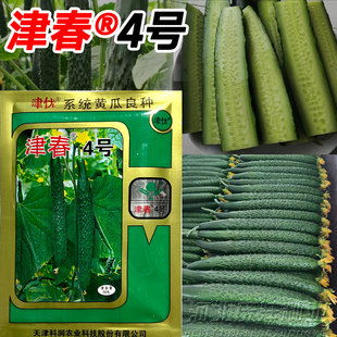 津春4号黄瓜种子津优黄瓜种子籽津春四号良种高产蔬菜种子春夏播
