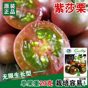 紫莎栗番茄种子紫色小番茄圣果小西红柿种籽五彩番茄四季盆栽蔬果