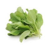 Семена семян овощного семян Шанхай Зеленые семена балконы рапсовые рапсы 孑 孑 Four Seasons Seed Seed Seed Seed Seed Seed Seed Seed