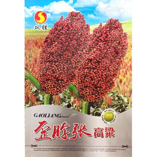 歪脖张高粱种子老品种红高粱种籽高粱孑大田易种抗倒伏耐旱涝