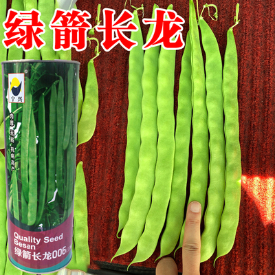 绿龙架豆种子芸豆种籽蔬菜种孑高产扁豆四季豆种豆角春季夏季播