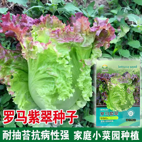 罗马紫翠生菜种子香甜营养菜奶油