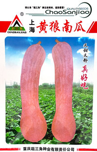 黄狼金钩黄皮南瓜种子 春季夏季蔬菜种子 甜面可口大吊瓜易种