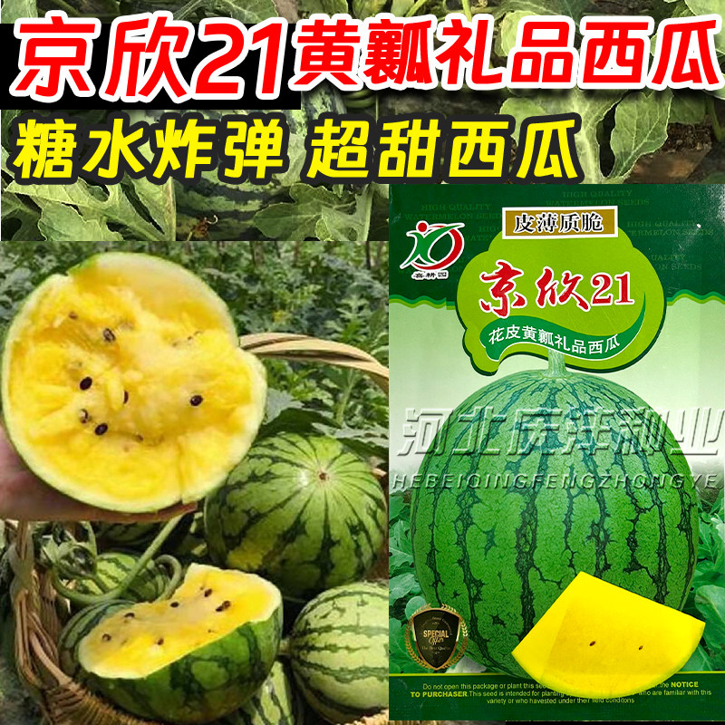 京欣21黄瓤礼品西瓜种子超甜糖水炸弹花皮黄瓤小西瓜种子籽春季播