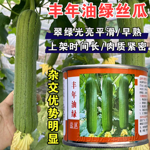 丰年油绿短棒型丝瓜种子油绿绿皮丝瓜种子籽早熟高产短肉丝瓜种子