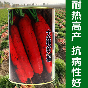 大韩多福 三红胡萝卜种子 生长速度快耐热 高产胡萝卜籽抗病性