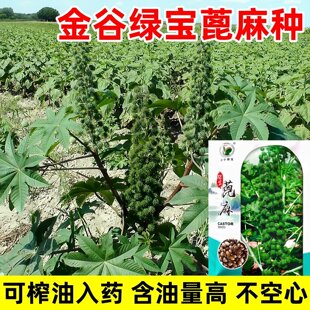 蓖麻子种子饱满大蓖麻子油种子绿宝四季播红绿蓖麻中药材蓖麻种籽