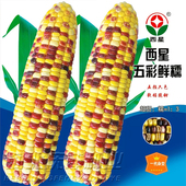 西星五彩鲜糯玉米种子彩色糯甜香四季 糯玉米孑甜糯型 水果种籽春季