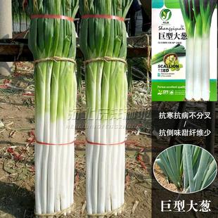 铁杆巨葱种子秋季高产四季耐热抗寒蔬菜种孑巨型大梧桐章丘大葱籽