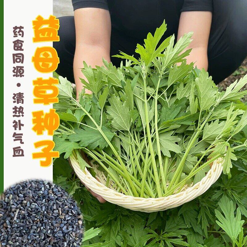益母草种子春秋四季特菜野菜种籽阳台盆栽赏药食两用蔬菜种孑春季