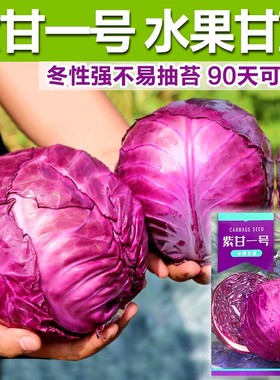 紫甘蓝1号种子包菜种籽紫红色圆球形甘兰洋白菜种籽卷心菜籽种籽