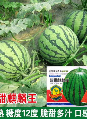 8424麒麟无籽西瓜种子籽特大高产巨型甜王优质薄皮冰糖麒麟西瓜