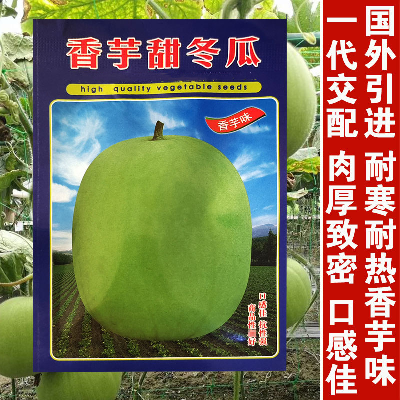 香芋甜冬瓜种子高产厚肉迷你冬瓜种子熟圆形东瓜种籽春秋蔬菜种