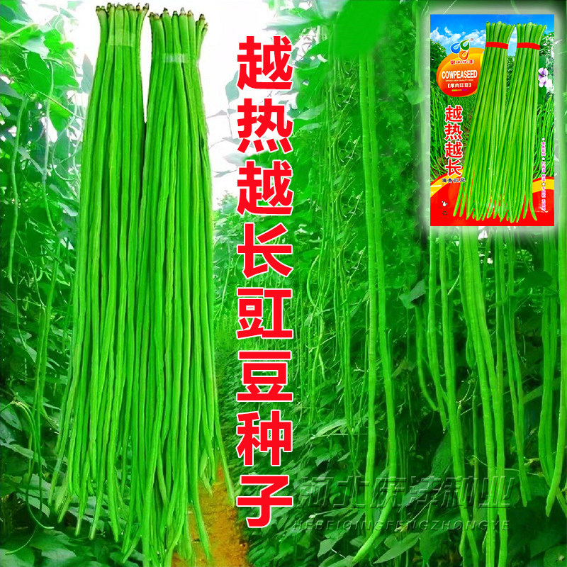 高产豇豆种子越热越长四季豆夏季秋播播高产春季豆角种籽蔬菜种孑
