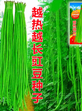 蔬菜豇豆种子高产越热越长四季豆